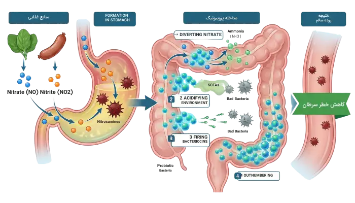 نقش باکتریهای پروبیوتیک در مهار تبدیل نیترات به نیتریت و کاهش تشکیل نیتروزامینهای سرطانزا